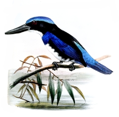 Blue-Black Kingfisher photo 2