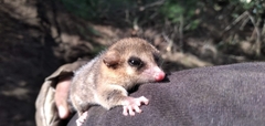 Dromiciops