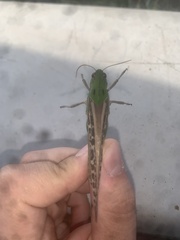 Locusta migratoria