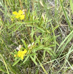 Oenothera serrulata