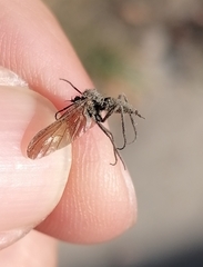 Empidoidea