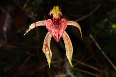 Caladenia cardiochila