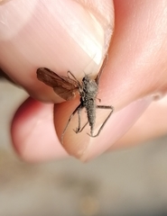 Empidoidea