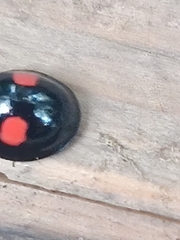 Chilocorus renipustulatus