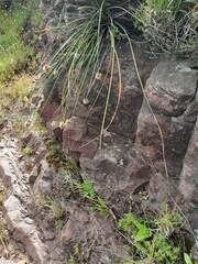 Elegia tectorum