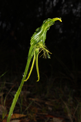 Pterostylis unicornis