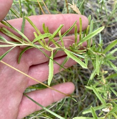 Oenothera serrulata