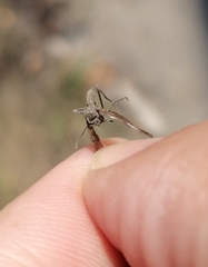 Empidoidea