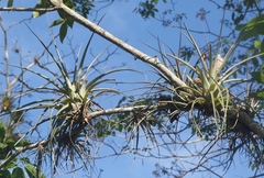 Tillandsia utriculata
