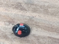 Chilocorus renipustulatus