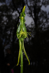 Pterostylis unicornis