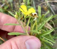 Oenothera serrulata