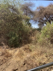 Tragelaphus sylvaticus