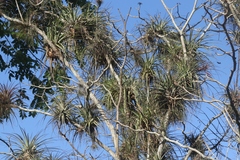 Tillandsia utriculata