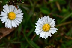 Bellis perennis