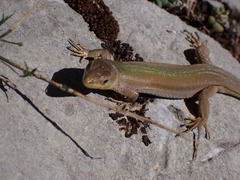 Podarcis melisellensis
