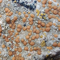 Protoblastenia rupestris