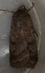 Diarsia rubi