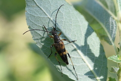 Etorofus obliteratus