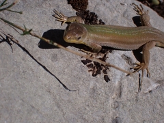 Podarcis melisellensis