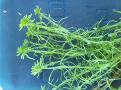 Sphagnum subnitens