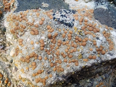 Protoblastenia rupestris