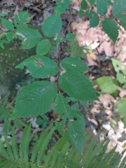 Ulmus serotina