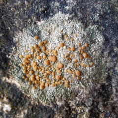 Protoblastenia rupestris
