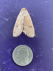 Abagrotis alternata