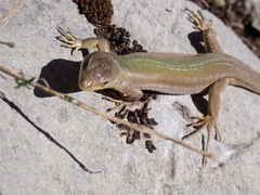 Podarcis melisellensis