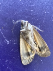 Abagrotis alternata
