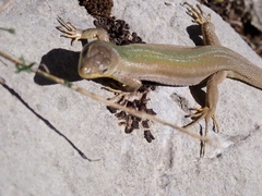Podarcis melisellensis