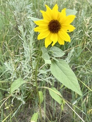 Helianthus annuus