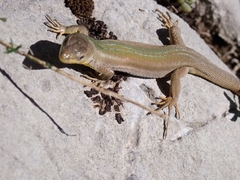 Podarcis melisellensis