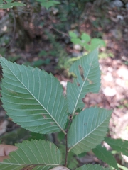 Ulmus serotina