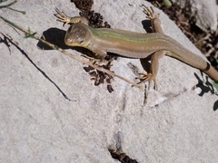 Podarcis melisellensis