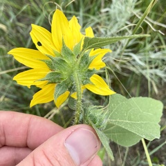 Helianthus annuus