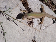 Podarcis melisellensis