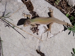 Podarcis melisellensis
