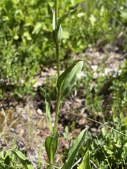 Erigeron glacialis