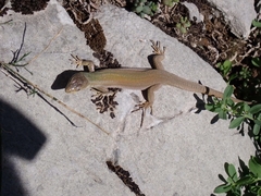 Podarcis melisellensis