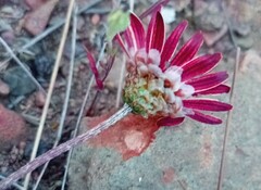 Ursinia pilifera