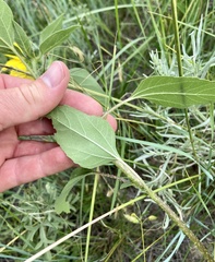 Helianthus annuus