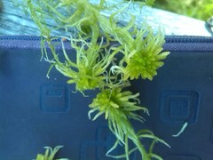 Sphagnum fallax