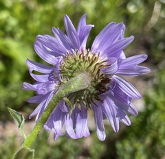 Erigeron glacialis