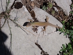 Podarcis melisellensis