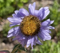 Erigeron glacialis