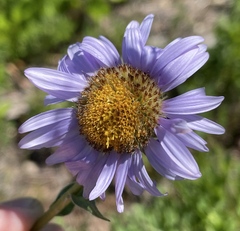Erigeron glacialis