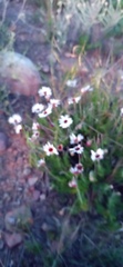 Ursinia pilifera