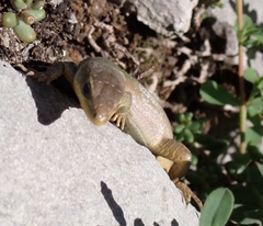 Podarcis melisellensis